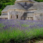 Lavanda, Abbazia di Sénanque