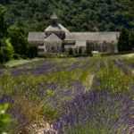 Lavanda, Sènanque